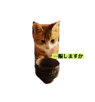 ロジカルに詰めてくる戦略猫 ニャース第2弾（個別スタンプ：5）