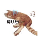 ロジカルに詰めてくる戦略猫 ニャース第2弾（個別スタンプ：6）