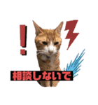 ロジカルに詰めてくる戦略猫 ニャース第2弾（個別スタンプ：8）