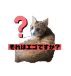 ロジカルに詰めてくる戦略猫 ニャース第2弾（個別スタンプ：11）