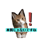 ロジカルに詰めてくる戦略猫 ニャース第2弾（個別スタンプ：12）