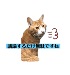 ロジカルに詰めてくる戦略猫 ニャース第2弾（個別スタンプ：13）