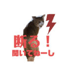ロジカルに詰めてくる戦略猫 ニャース第2弾（個別スタンプ：14）