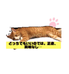 ロジカルに詰めてくる戦略猫 ニャース第2弾（個別スタンプ：16）