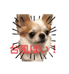 アルコハハロウィン（個別スタンプ：10）