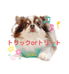 アルコハハロウィン（個別スタンプ：13）
