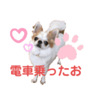 アルコハハロウィン（個別スタンプ：16）