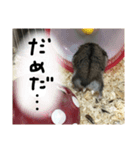 ハムすたンプ⑥（個別スタンプ：4）