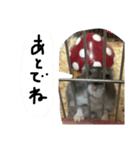 ハムすたンプ⑥（個別スタンプ：5）