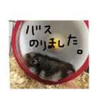 ハムすたンプ⑥（個別スタンプ：8）