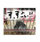 ハムすたンプ⑥（個別スタンプ：9）
