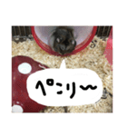 ハムすたンプ⑥（個別スタンプ：10）