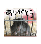 ハムすたンプ⑥（個別スタンプ：16）