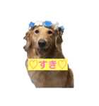 かわいい♡ゴールデンレトリバー（個別スタンプ：2）