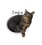 おデブな猫（個別スタンプ：1）