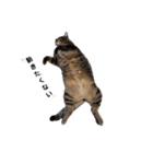おデブな猫（個別スタンプ：2）