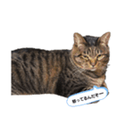 おデブな猫（個別スタンプ：4）