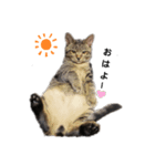 おデブな猫（個別スタンプ：5）