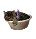 おデブな猫（個別スタンプ：7）