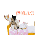 ポッキーと10匹の子供達（個別スタンプ：1）