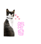 ポッキーと10匹の子供達（個別スタンプ：34）