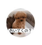 ぼくはクック 3（個別スタンプ：1）