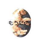 ぼくはクック 3（個別スタンプ：2）