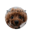 ぼくはクック 3（個別スタンプ：4）