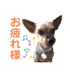 こっちゃんのfamily ♡（個別スタンプ：7）