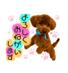 こっちゃんのfamily ♡（個別スタンプ：8）