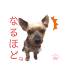 こっちゃんのfamily ♡（個別スタンプ：12）