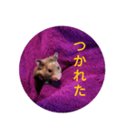 みうねが作ったスタンプ①（個別スタンプ：8）