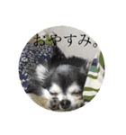 おバカチワワんズ。（個別スタンプ：3）