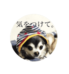 おバカチワワんズ。（個別スタンプ：4）