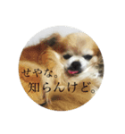 おバカチワワんズ。（個別スタンプ：5）