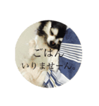 おバカチワワんズ。（個別スタンプ：7）