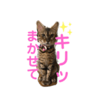 ベンガルレンジャーズのスタンプ①（個別スタンプ：2）