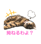 ベンガルレンジャーズのスタンプ①（個別スタンプ：7）