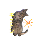 ベンガルレンジャーズのスタンプ①（個別スタンプ：12）