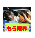 我が家の犬たち5（個別スタンプ：10）