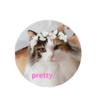 pretty cat and balloon（個別スタンプ：1）