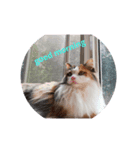 pretty cat and balloon（個別スタンプ：5）