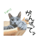 サリー☆すたんぷ（個別スタンプ：8）