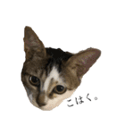 おこげとこはくのきもち。（個別スタンプ：7）