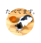 おこげとこはくのきもち。（個別スタンプ：10）