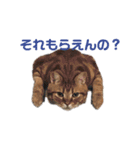 S家のにゃんこたち。（個別スタンプ：3）