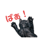 S家のにゃんこたち。（個別スタンプ：10）