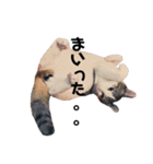 S家のにゃんこたち。（個別スタンプ：11）