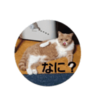 ぽろんの毎日（個別スタンプ：1）