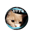 ぽろんの毎日（個別スタンプ：3）